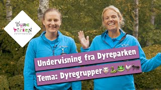 Undervisning fra Dyreparken Dyregrupper🐮🐍🐸🐓🐜 [upl. by Ecnaralc]