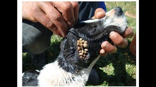 Treatment Of Ticks In DogsVeterinary GuideTick Fever Treatment [upl. by Nueovas]