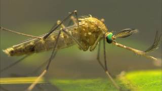 ENTRE DOS AGUAS  Documental Naturaleza HD 1080p  Grandes Documentales [upl. by Belamy550]