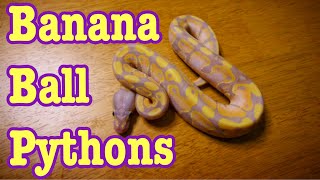 My Collection of Banana Ball Pythons [upl. by Niuq]