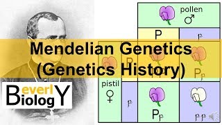 Mendelian Genetics Genetics History [upl. by Ylrebmic]