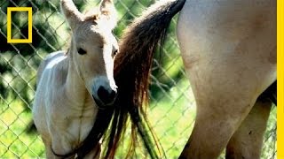 Endangered Horse Birth  National Geographic [upl. by Creath]