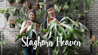 BIGGEST Platycerium Staghorn Wonderland amp Wall Tour  10 Platycerium Care Tips Kawanrusa [upl. by Egiedan]