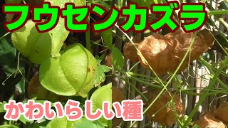 フウセンカズラ 可愛らしい種です Cardiospermum halicacabum balloon vine [upl. by Naaman]