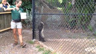 Honey Badger feeding at the Naples Zoo [upl. by Nytsirhc708]