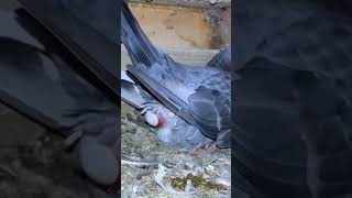 Pigeon gives egg🥚 viral trending shorts shortsviral trendingreels viralreels pigeon kabootar [upl. by Oderfliw]