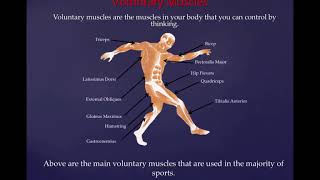 Year 8  Sports Science  Muscles  Antagonistic Pairs [upl. by Ahsikyw]