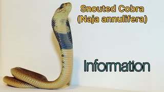 Snouted Cobra Information [upl. by Oecam569]