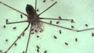 Daddy LongLegs Mom with Egg Sac and Babies [upl. by Giuditta637]