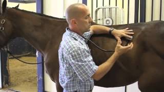 Basic Examination of the Horse [upl. by Prader]