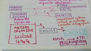 CONSOMMATION DE LA MATIÈRE ORGANIQUE ET FLUX DÉNERGIE Résumé [upl. by Jess]