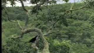 Identifying exotic birds in the tropical rainforest  David Attenborough  BBC wildlife [upl. by Fanechka323]