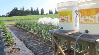 Whizbang Bucket Irrigation For Gardeners [upl. by Koressa681]