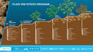 75Day IPM Potato Program  See whats new for the 2024 season [upl. by Alehtse]