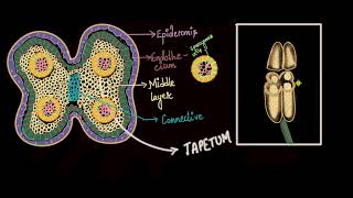 Study of Pollen Germination  MeitY OLabs [upl. by Gerhardine994]