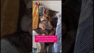 Orphaned baby monkey and rescue kitten become inseparable friends shorts [upl. by Amelia]