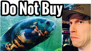 Don’t Buy Oscar Fish  6 Reasons Why [upl. by Yelrihs558]