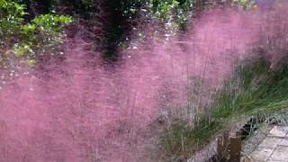 Muhlenbergia capillaris 002 [upl. by Blodgett884]