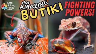 COMPILATION Lizard na naglalakad sa Tubig at BUTIKI NA LUMILIPAD  Amazing Lizards Top 100 [upl. by Airpac]