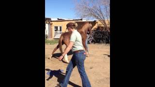 Horse recovering from deep sedation in the field [upl. by Isiahi]