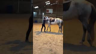 Mise en selle avec Donzela  encore une chute 🤣🤭  Séance du 121024 uncoeurdanimal equestrian [upl. by Llednor331]