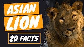 💥The ASIAN LION  Unique Genetics and Distinction💥 [upl. by Aushoj]