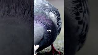 Shocking Facts About Columbidae animals creaturesfacts interestingfacts [upl. by Akinyt302]