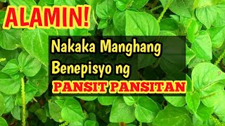 PANSIT PANSITAN HEALTH BENEFITS and SALAD RECIPES [upl. by Docile659]