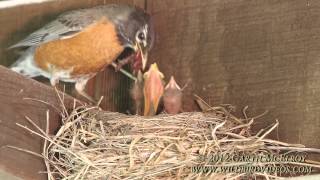 Nesting American Robins  Maine [upl. by Anilejna408]