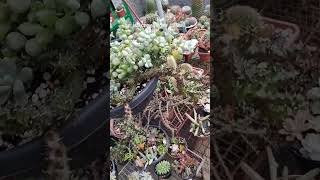 Cotyledon pendens fypviral suculentas cactussol viralyoutubevideo viralshort plantas jardim [upl. by Yak550]