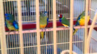 scarlet chested and Bourke PARAKEET with LADY GOULDIAN FINCH [upl. by Rehptsirhc]