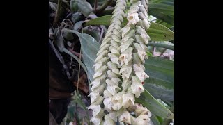 rattlesnake orchid  pholidota imbricata [upl. by Yrrah]