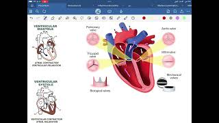 Cardiovascular examination part 2 [upl. by Mcarthur]