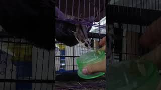 Singkat padat akh  Sugar Glider Makan sugarglider SG tupaiterbang [upl. by Anitak]