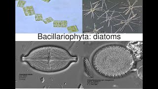 Bacillariophyta DiatomsPhycology and Bryology [upl. by Candra]