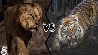 ASIATIC LION VS BENGAL TIGER  Who is The King of Asia [upl. by Tanya154]