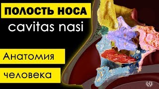 Полость носа cavitas nasalis 💀  Анатомия человека субтитры латынь✅ [upl. by Hermine]