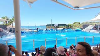 dolphin show at marineland mallorca [upl. by Haridan629]