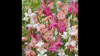 Planting Gladioli bulbs in pots [upl. by Levinson]