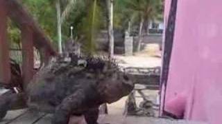 Galapagos Marine Iguana Fight [upl. by Ferdinande]