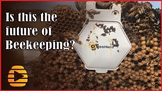 BeeHero  Sensor technology in honey bee apiaries  Is this the future of beekeeping [upl. by Trisha]