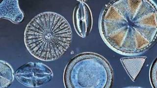 Beautiful Diatoms [upl. by Anippesuig239]