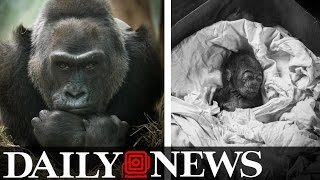 Colo The World’s Oldest Gorilla At The Columbus Zoo Will Be 60 Years Old [upl. by Aesoh810]