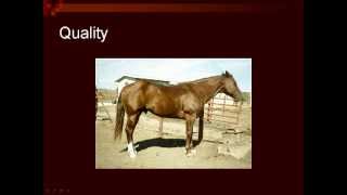 UNL Horse Judging Conformaton 2mov [upl. by Adnertal]