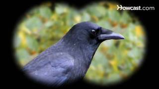 How to Identify Birds The Common Crow [upl. by Ysnil]