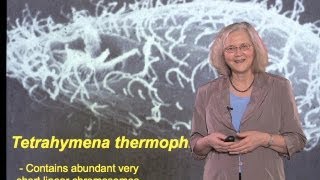 Elizabeth Blackburn UCSF Discovery of Telomeric DNA and Telomerase [upl. by Nahtaneoj]