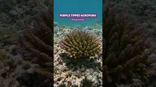 Wild tricolourbonsai purple tipped Acropora coral shorts ocean nature coral aquarium acro [upl. by Ferino]