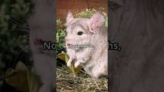 Chinchilla Exotic Pet  Care Tips animal exotic fyp [upl. by Norma979]