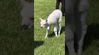 Two day old baby Alpaca at the Crescent Moon Alpaca Ranch in Terrebonne Oregon shorts oregonlife [upl. by Kenward]