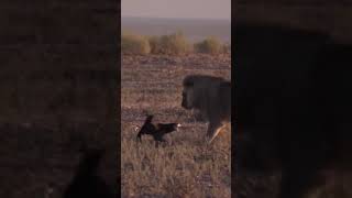 Lion vs Honey Badger [upl. by Freyah215]